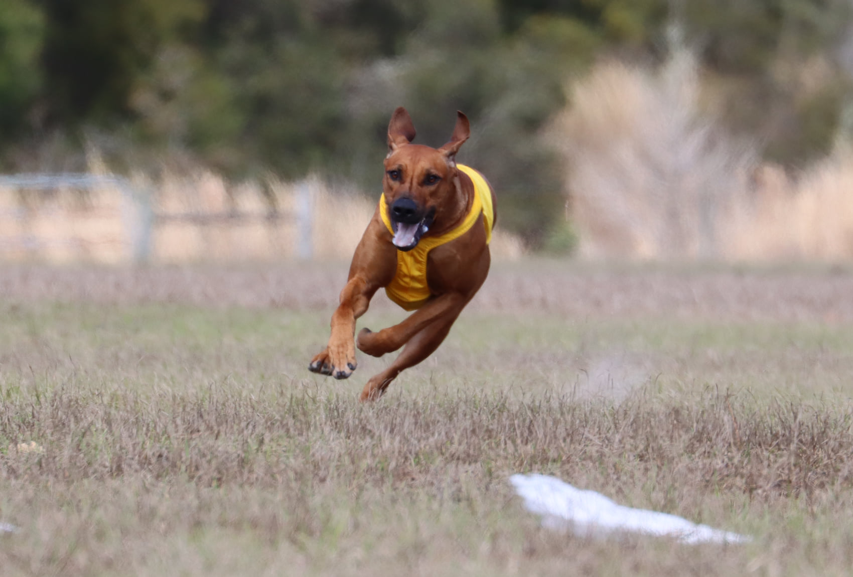 The Rhodesian Ridgeback Club of the United States - Lure Coursing
